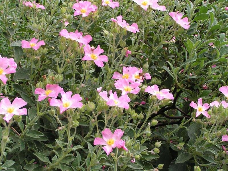 Cistus parviflorus x sintenisii Grayswood Pink (ASpT)