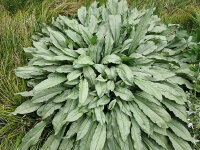 Pulmonaria Diana Claire