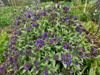 Pulmonaria Diana Claire