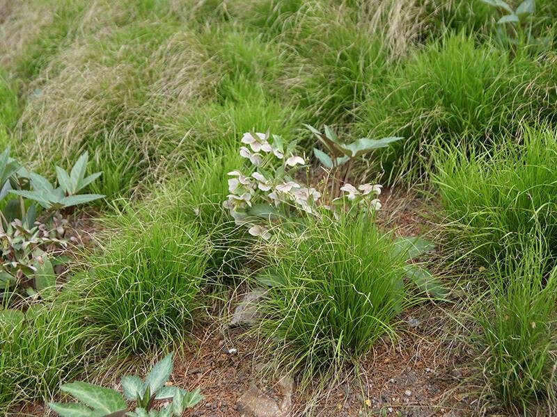 Carex alba