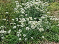 Allium tuberosum
