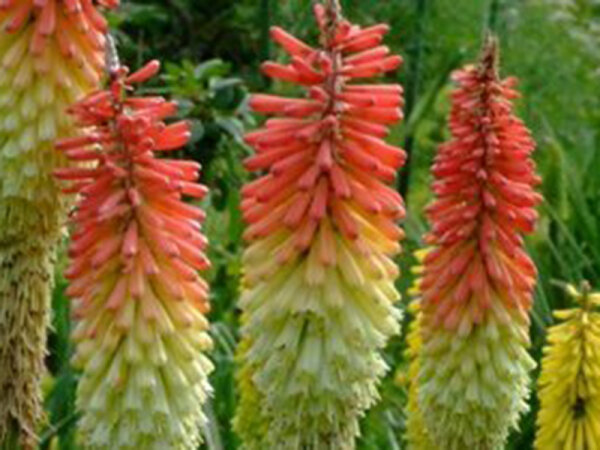 Kniphofia hirsuta Fire Dance P1