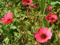 Potentilla nepalensis Ron Mc Beath