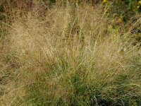 Sporobolus airoides
