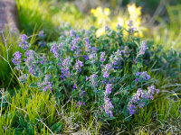 Nepeta mussinii Odeur Citron