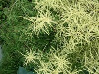 Aruncus dioicus Kneiffii