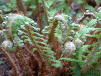 Polystichum setiferum Proliferum Herrenhausen