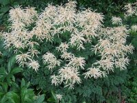 Aruncus sinensis Johannifest