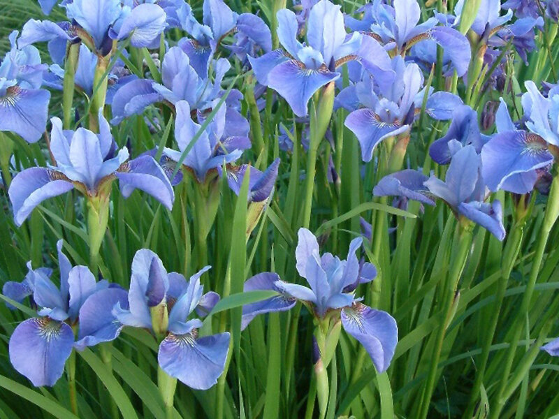 Iris sibirica Ego