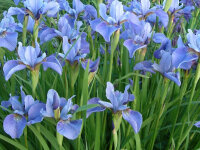 Iris sibirica Ego