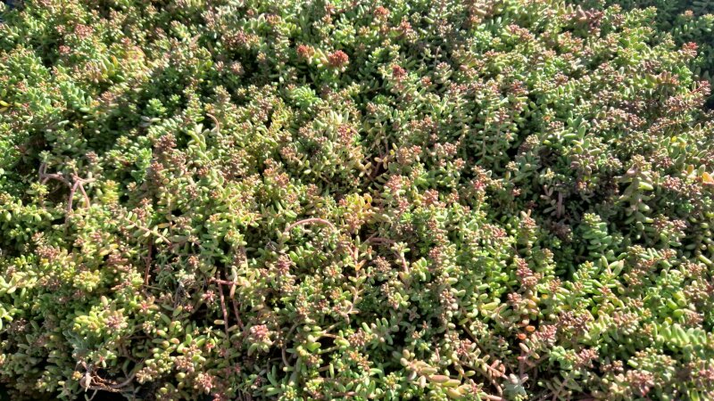 Sedum album Murale