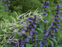 Nepeta manchuriensis Manchu Blue