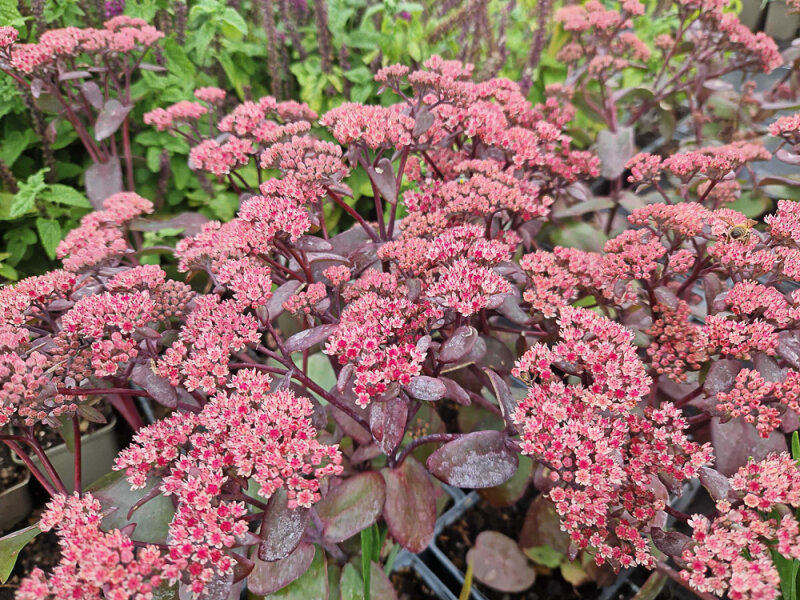 Sedum Hybride Karfunkelstein P1
