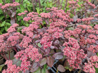 Sedum Hybride Karfunkelstein P1