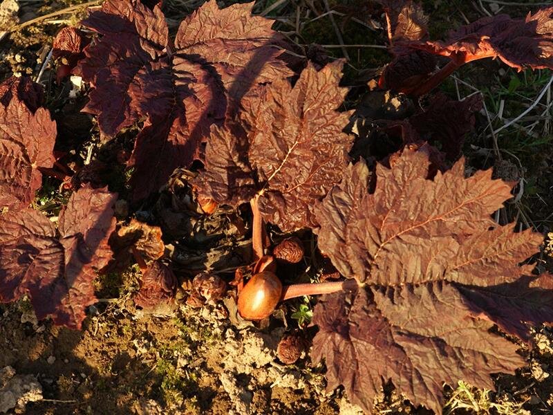 Rheum palmatum Tanguticum P1