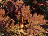 Rheum palmatum Tanguticum P1
