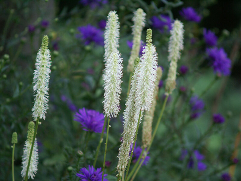 Sanguisorba canadensis