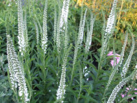 Veronica (Pseudolysimachion) Inspiration