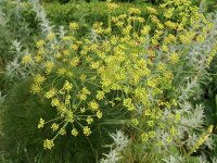 Peucedanum officinale