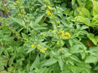 Agrimonia procera