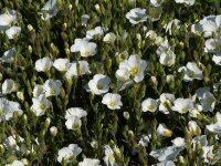 Arenaria montana