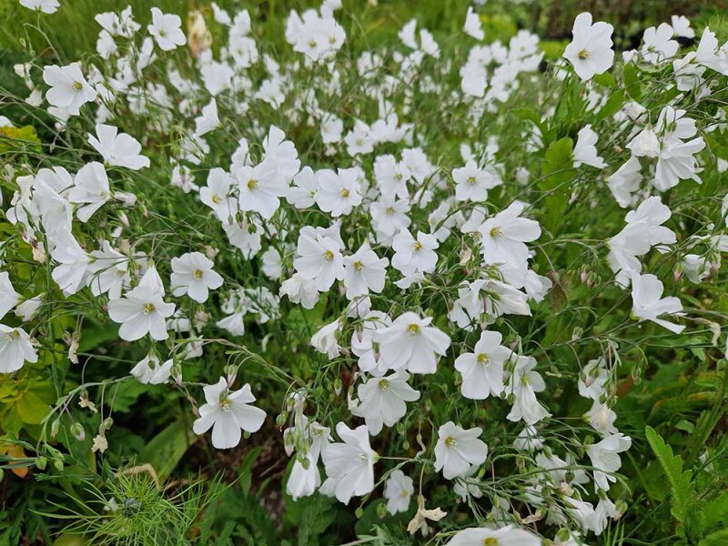Linum perenne f. album Diamant