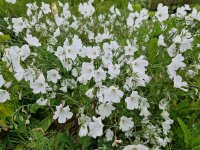 Linum perenne f. album Diamant