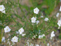 Linum perenne f. album Diamant
