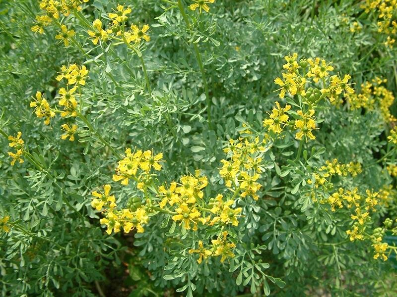 Ruta graveolens