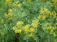 Ruta graveolens