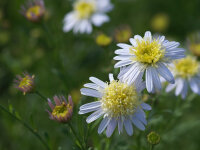 Kalimeris pinnatifolia var. hortensis