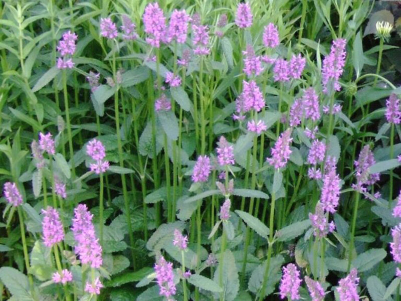 Stachys officinalis Rosea