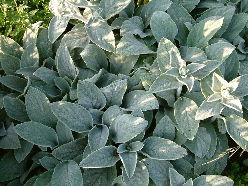 Stachys byzantina Cotton Ball