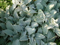 Stachys byzantina Cotton Ball