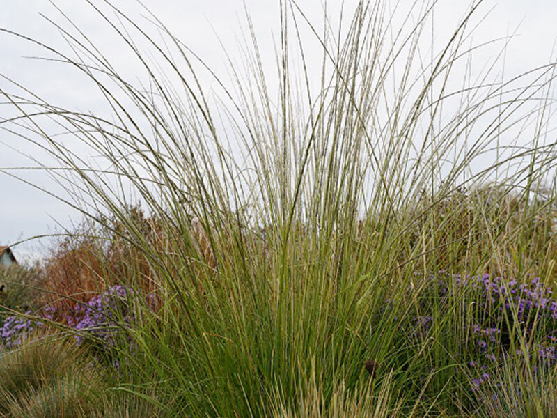 Muhlenbergia rigens