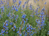Salvia uliginosa