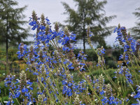 Salvia uliginosa