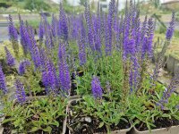 Veronica stelleri