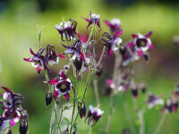 Aquilegia vulgaris William Guiness