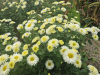 Chrysanthemum Poesie