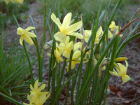 Narcissus triandrus Hawera (10 Stk.)