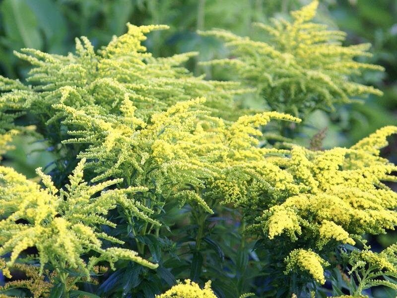 Solidago Loysder Crown