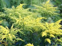 Solidago Loysder Crown