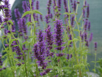 Agastache foeniculum Serpentine