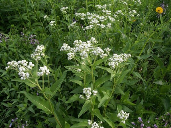 Parthenium integrifolium Eminence (low hairy form)