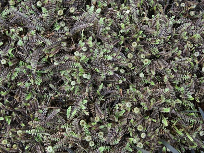 Cotula potentillina Pattys Black