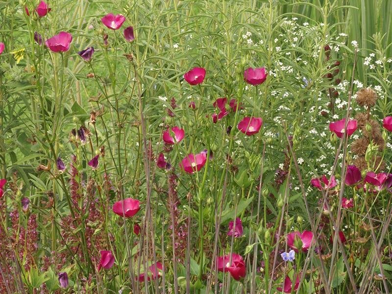 Callirhoe involucrata
