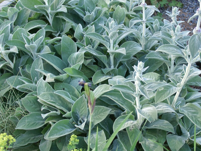 Stachys byzantina Big Ears/ Helene von Stein