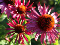 Echinacea purpurea Katharinas Rubinstern