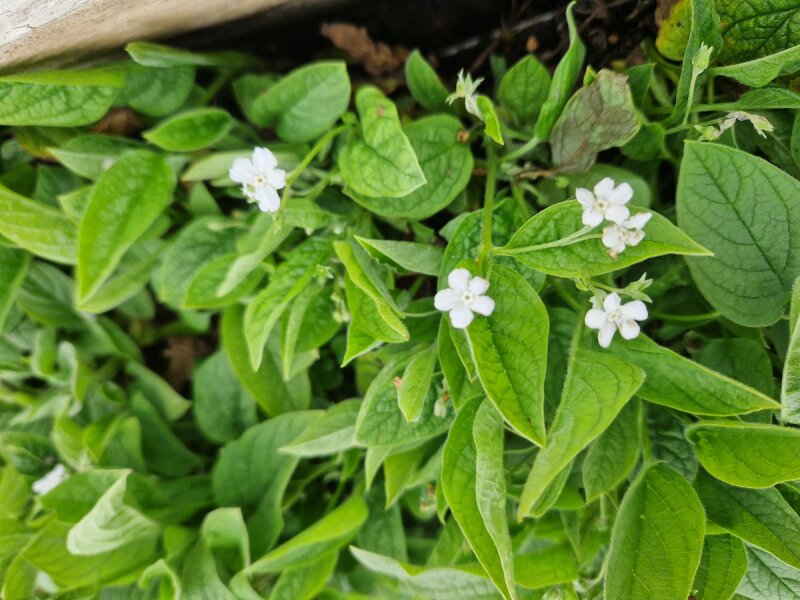 Omphalodes verna Alba